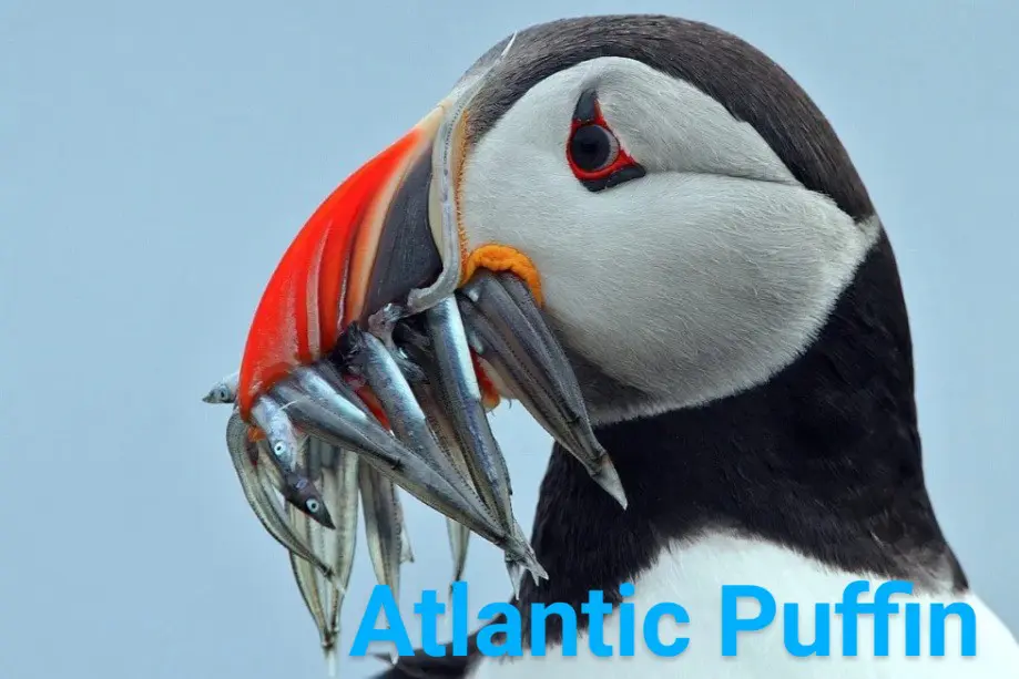 puffin